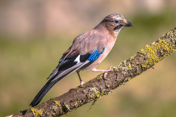 Eurasian jay on branch