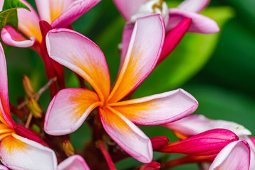 Frangipani flower (plumeria rubra), colorful blooming close view