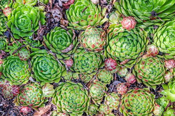 wild growing Sempervivum plants 