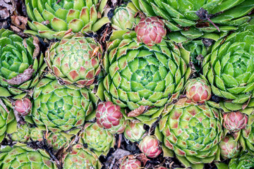 wild growing Sempervivum plants 