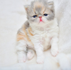 cute persian cat baby kitten
