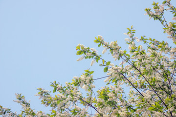 blooming bird cherry tree in blue sky