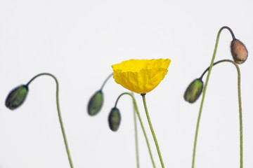 yellow poppy flower with white background 