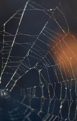 Pattern of the thinnest circular web twisted by a spider for enticement of insects. Ready photo background. Macro.