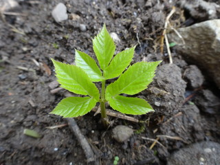 Aegopodium podagraria Gewöhnlicher Giersch junges Blatt grün Frühling 1