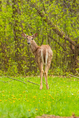 Young deer standing in forest