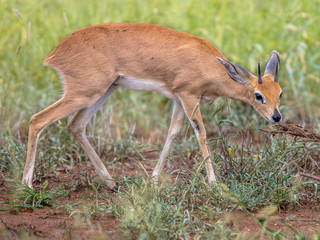Steenbok in green savanna