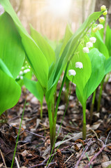 Glade flowering lilies of the valley. Convallaria majalis. Lily of the valley flower in the sunlight. Forest lilies of the valley - fragrant flowers against the backdrop of the sun in the spring.