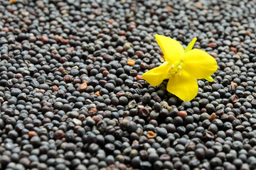 Yellow rapeseed flower with seeds in the form of a background. Yellow mustard plant. Canola seeds and fresh canola flowers. Yellow blooming rapeseed on the background of the seeds closeup.