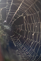 Pattern of the thinnest circular web twisted by a spider for enticement of insects. Ready photo background. Macro.