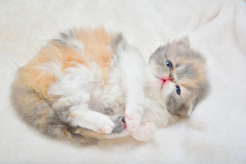Fototapeta premium cute persian cat baby kitten