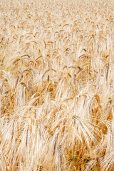 Field of ripe wheat