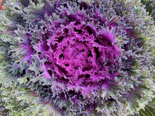 cabbage