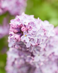 Pink lilac (Syringa) flowers