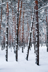 Pine forest in winter