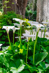 White calla lily (Zantedeschia aethiopica), group blooming with vegetation background