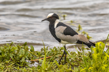 Blacksmith lapwing on green bank