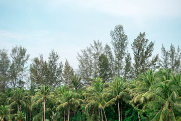 Obraz premium Palm coconut trees and blue sky. Forest background image with trees and nature
