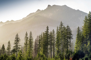 Green coniferous forest and misty mountains.