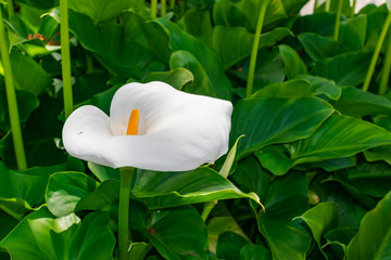 White calla lily (Zantedeschia aethiopica), blooming with green leaves background background