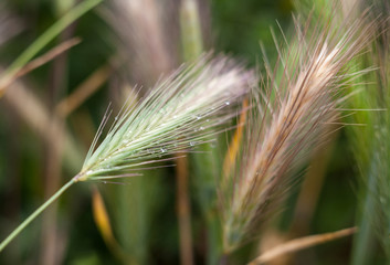 Barley grass or wall barley