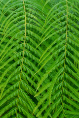 Fototapeta premium Mexican tree fern (Cibotium schiedei), close view, fern texture