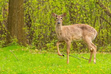 Young deer in forest in spring