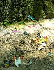Group of multi colored butterflies