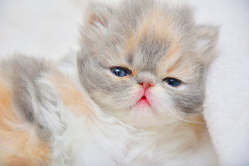 cute persian cat baby kitten