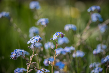 blue flowers on green background