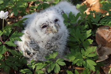 bébé hulotte 9 © fonteniaud