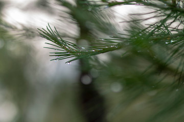  RAINDROPS
