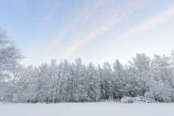 The forest has covered with heavy snow and clear blue sky in winter season at Lapland, Finland.