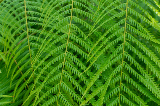 Mexican tree fern (Cibotium schiedei), close view, fern texture