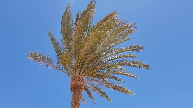 palm tree against the blue sky. clearly visible palm trunk. foliage loosened in the wind