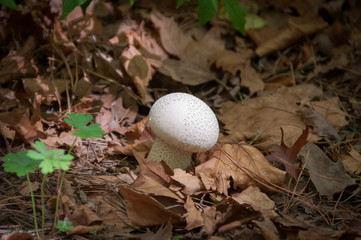 Close up of white puffball mushroom growing among dry leaves