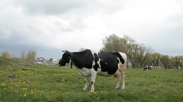 Cow Eat Grass