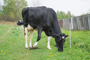Cow is grazing in the meadow
