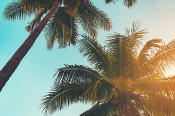 Fototapeta na wymiar Coconut palm tree at tropical coast in island beach with vintage tone