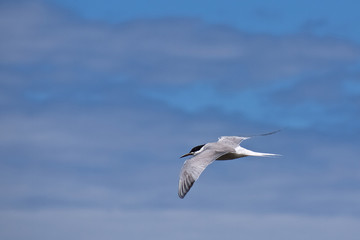 Arctic tern flights in the blue sky