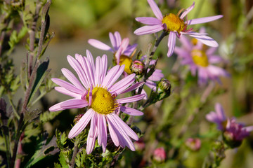 Obraz premium purple daisies closeup on background of blooming meadow