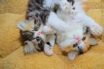 cute persian cat baby kitten