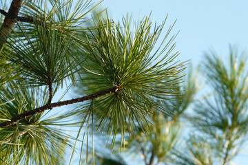 pine branch with long needles against the blue sky