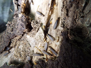 シロアリ termite