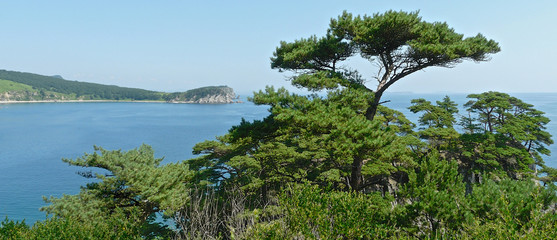 pines on the coastal cliffs against the background of the blue sea, Sea of Japan, Russia © Alena Charykova
