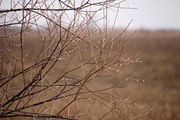 close up of raindrops on brown tree branches without leaves on blurred gray background