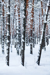 Pine forest in winter