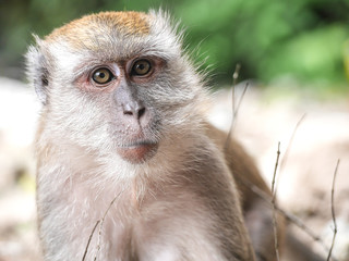Macaque, monkey, primate, mammal, fur, potrait, head
