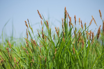 green grass with brown ears on background of the blue sky