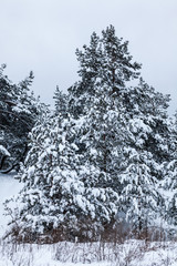 Coniferous forest covered with snow